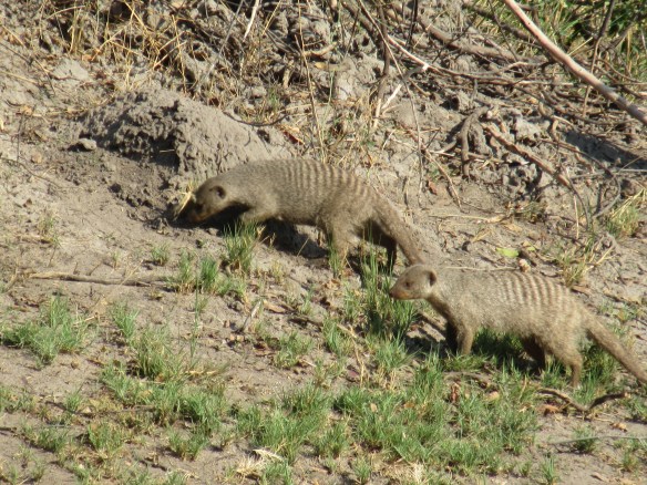 Mongoose living in a termite mound behind our tent.