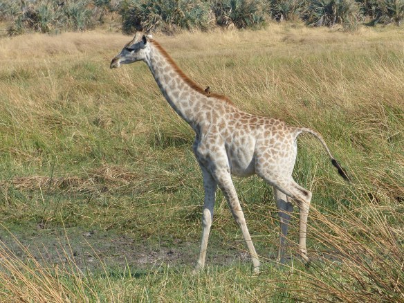Giraffes get darker as they age. This young one is quite light colored.