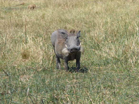The whiskers on this young warthog are to fool predators into thinking he has big tusks!