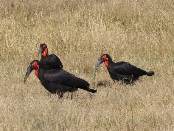 Ground hornbills