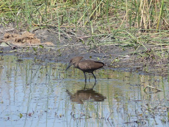Hammerkop