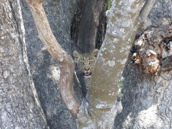 When I first spotted this young guy he was watching us from the crook of a tree.