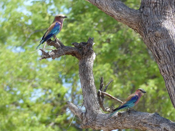 One of my favorite birds