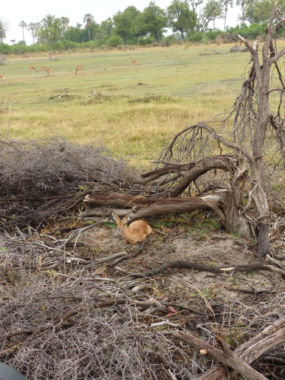 Mom is probably in the background with the herd.