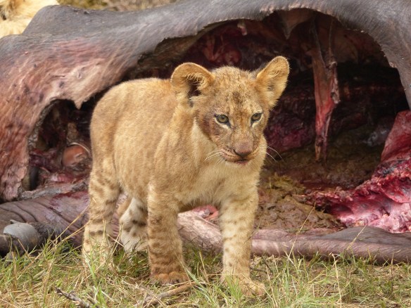 Sorry if this seems gruesome.