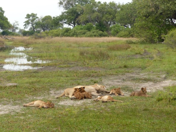 nap time for everyone!