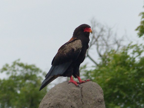 A bateleur