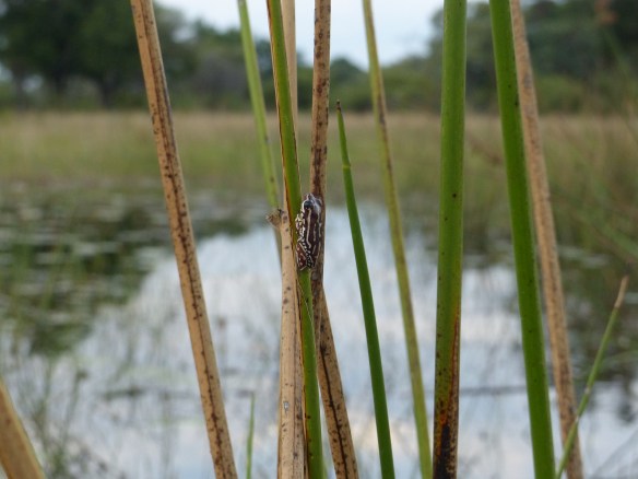Tiny frogs at eye level on the reeds. Look closely!