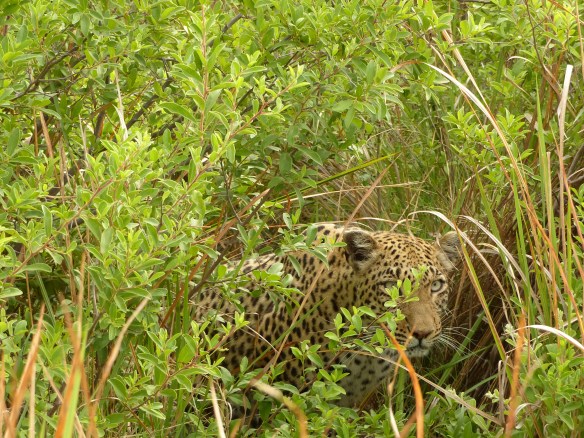 Peaking out from her hideaway.