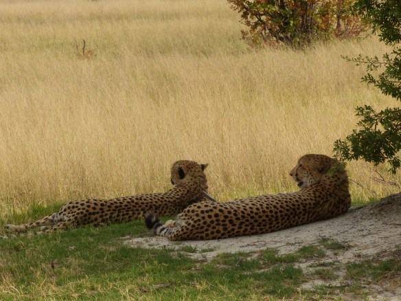 Shade was the order of the day.