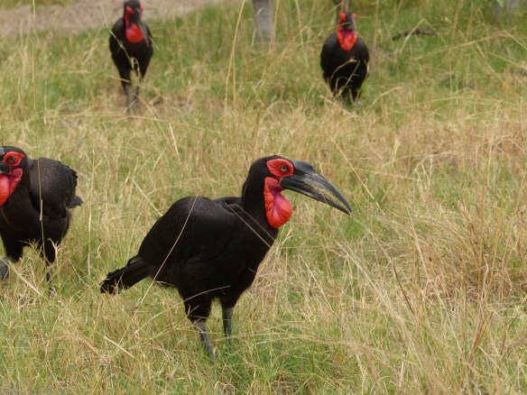 Ground hornbill