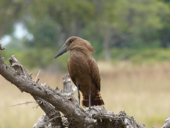Hammerkop