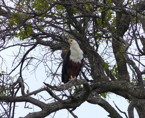 African fish eagle