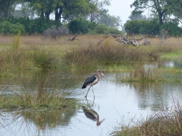 Marabou stork. He was hanging around the lions waiting for his turn at the kill.