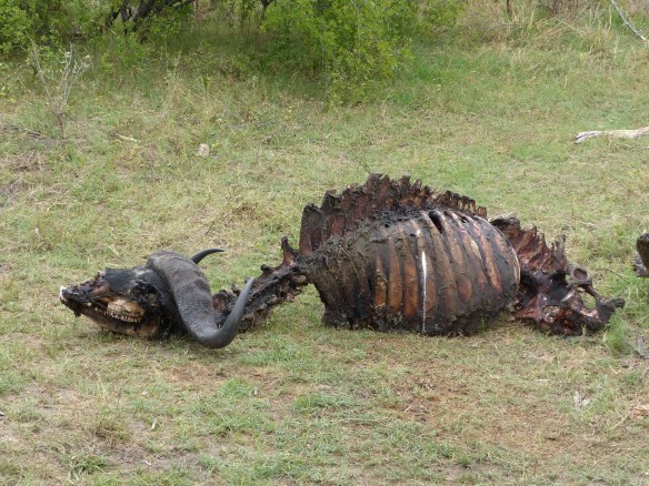 All that was left of the carcass. 