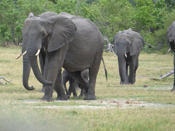 Notice the baby you can see through her legs.