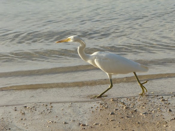 egret-1
