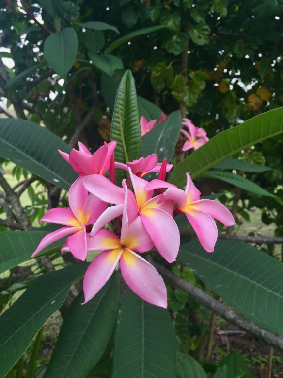 frangipani