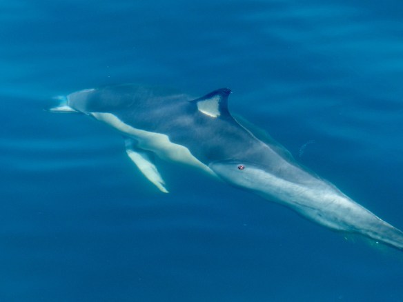 dolphin-2