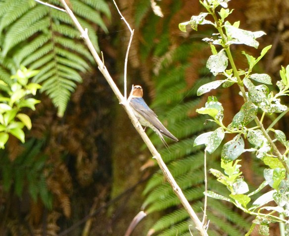 nz-swallow
