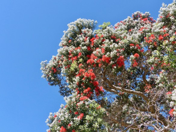 pohutukawa-1