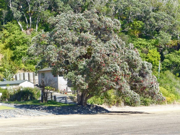 pohutukawa-tree