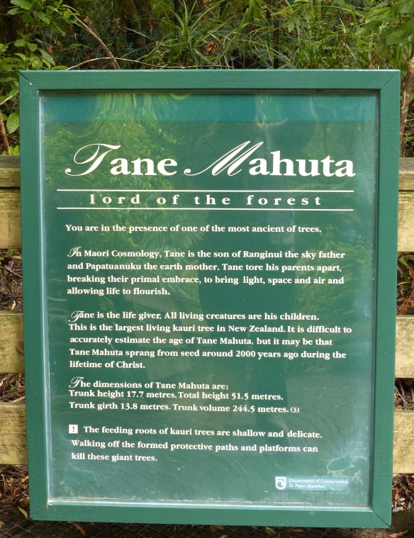 tane-mahuta-2