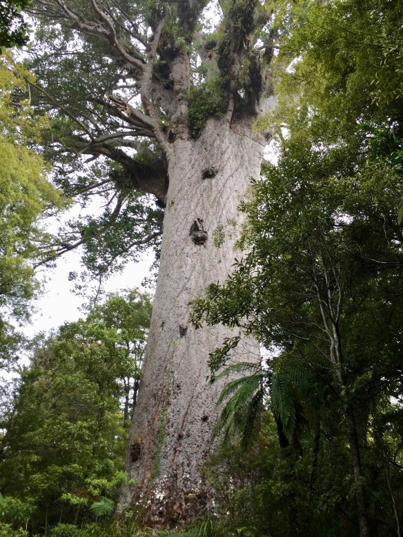 tane-mahuta-3