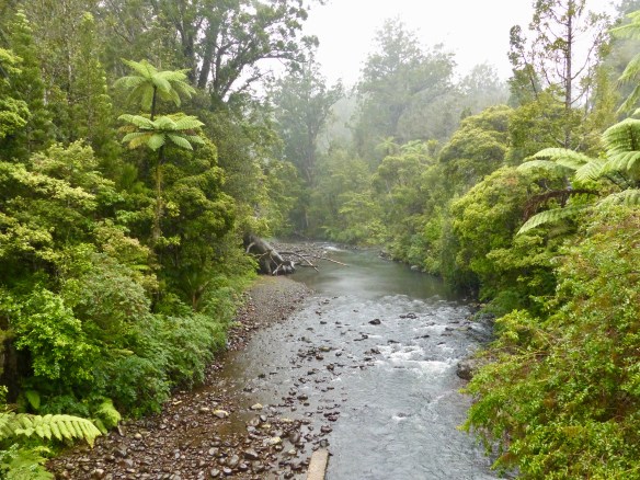 waipoua-forest