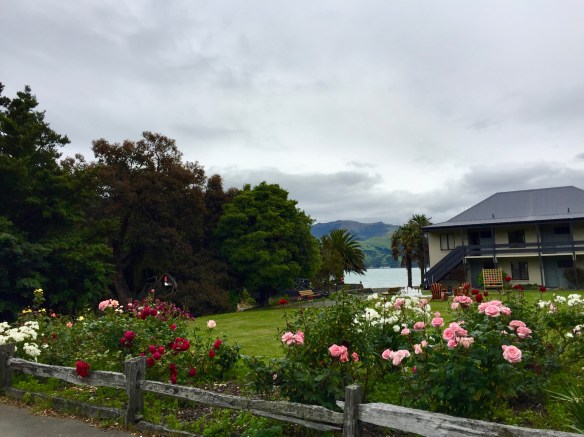 akaroa-4