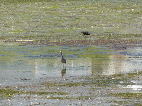 otago-heron-1